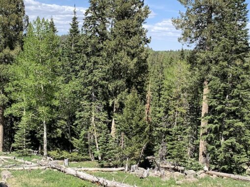 The Land of Pioneers Trail in the Arizona White Mountains The Land of Pioneers Trail in the Arizona White Mountains