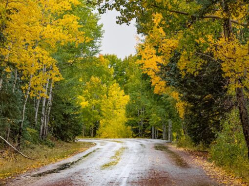 The Ultimate Fall Color Day Trip In The Arizona White Mountains The Ultimate Fall Color Day Trip In The Arizona White Mountains