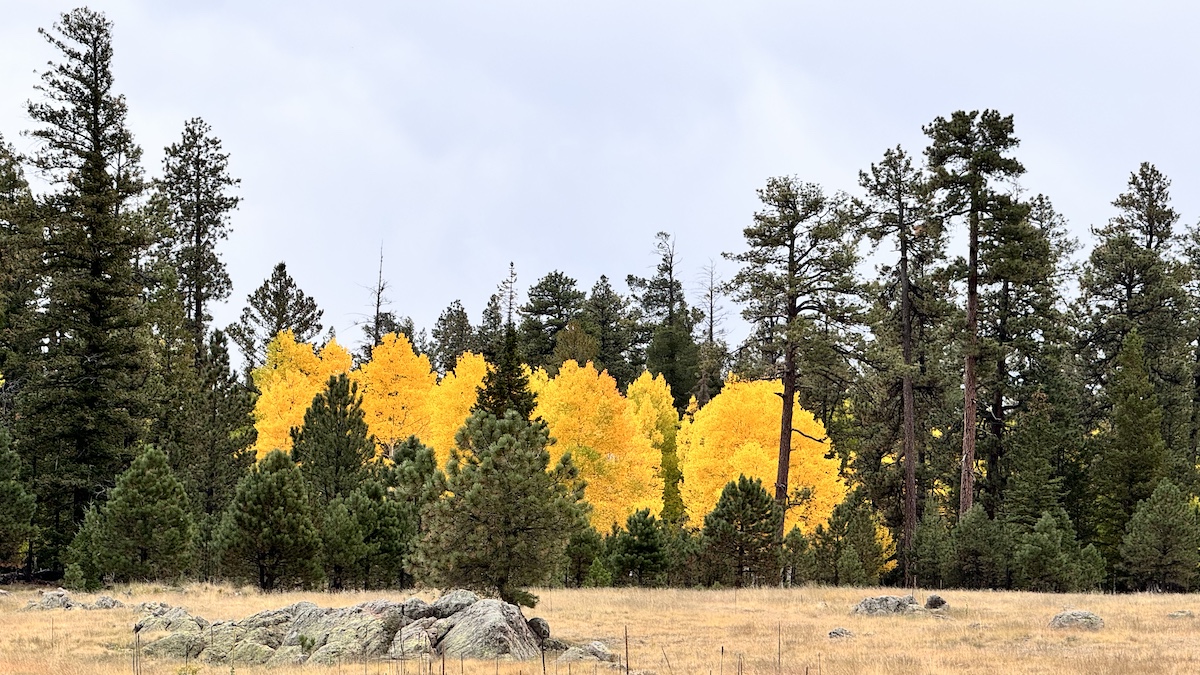 Fall Coloras Near Big Lake Arizona