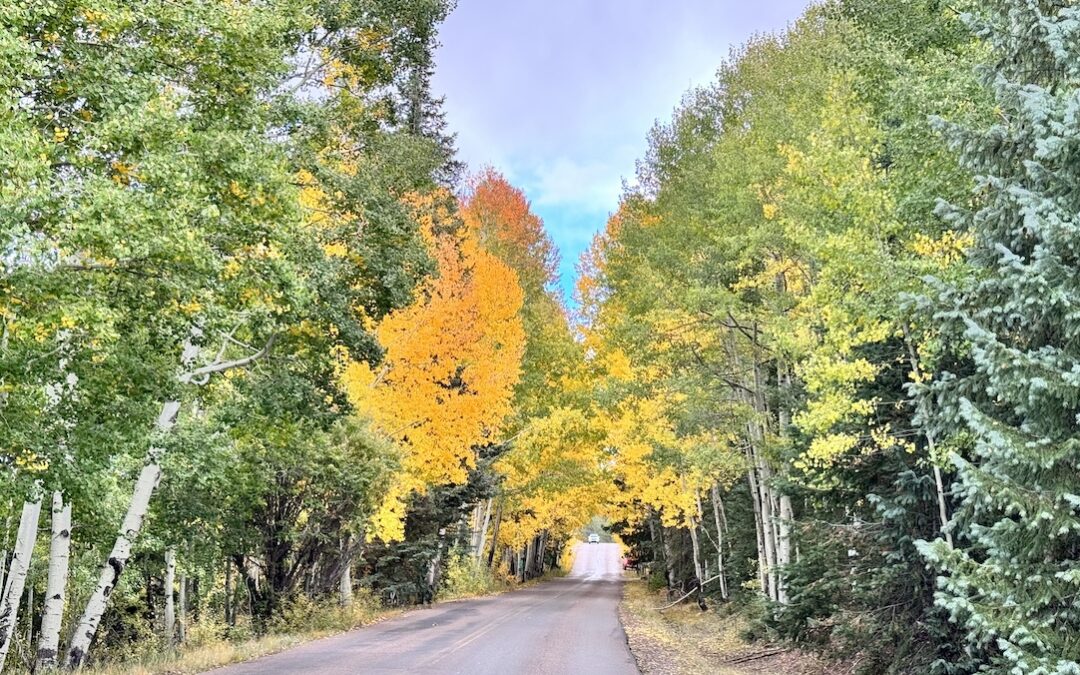 Fall Colors in Arizonas White Mountains