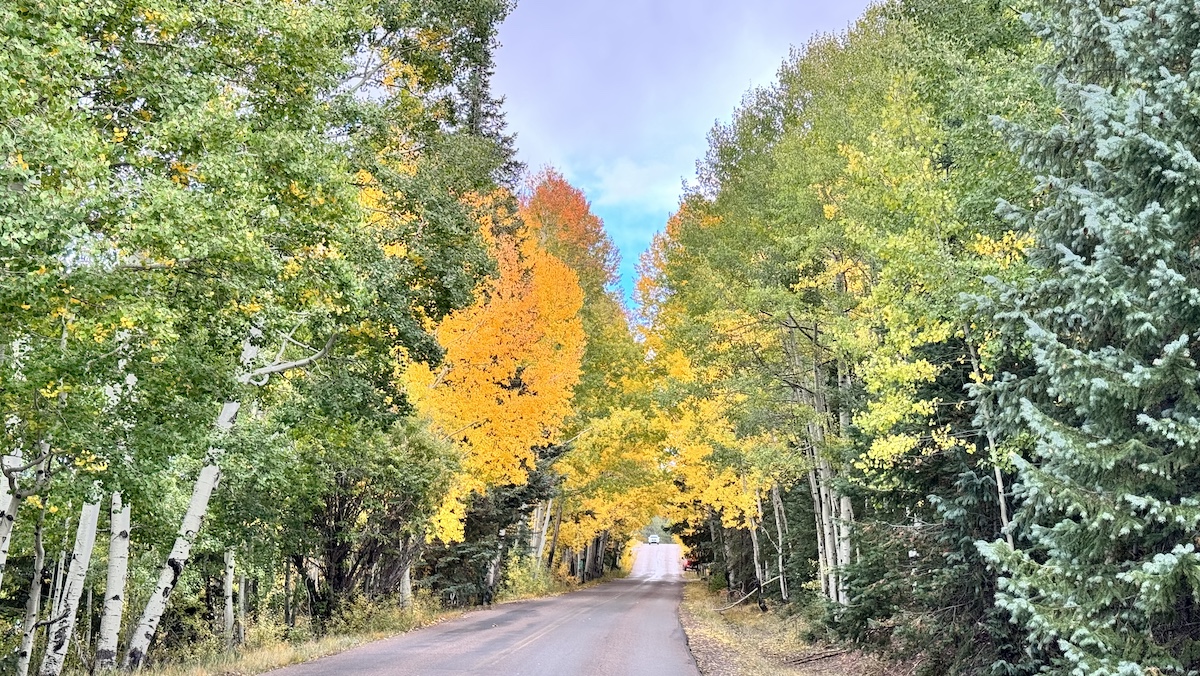 Fall colors in Arizonas White Mountains
