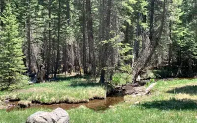5 Best Campgrounds Near Alpine Arizona
