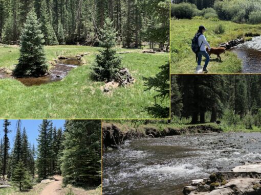 Discover the Top 14 Things to Do in Arizona White Mountains Discover the Top 14 Things to Do in Arizona White Mountains