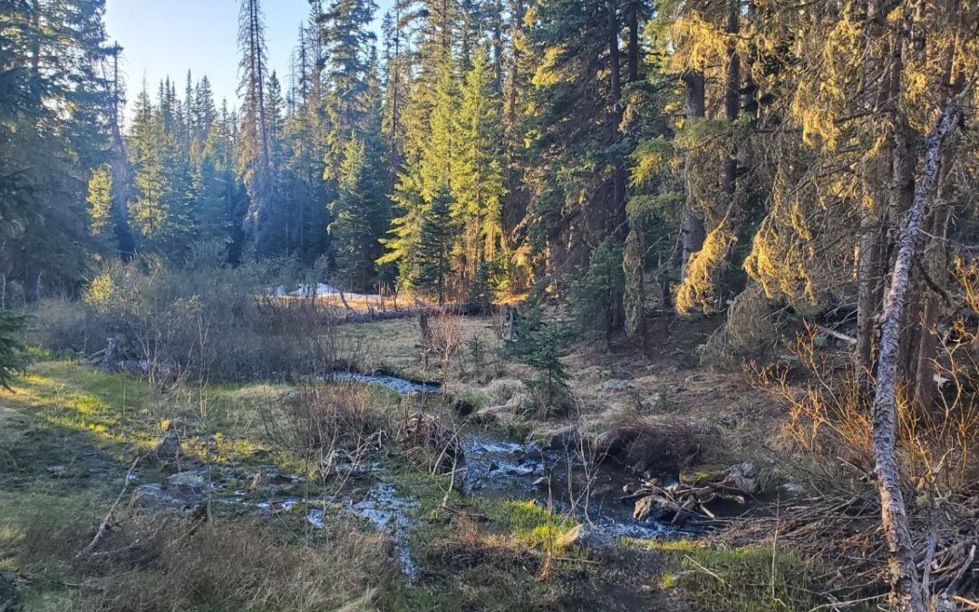 Exploring the Breathtaking East Baldy Trail in the Arizona White Mountains