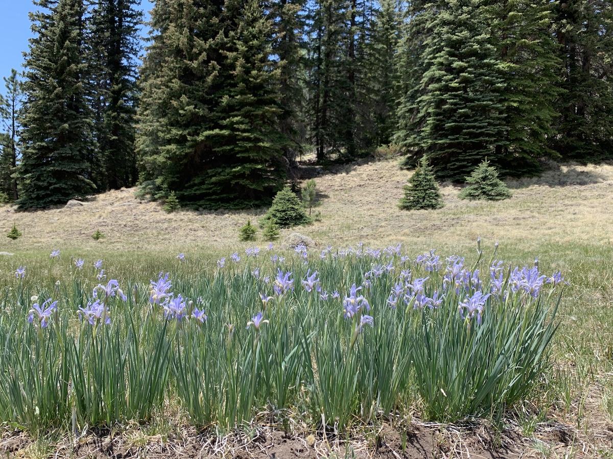 West Baldy Trail