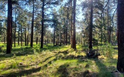 Explore the Scenic Ponderosa Loop Trail at Squirrel Springs Recreation Area in Arizona’s White Mountains