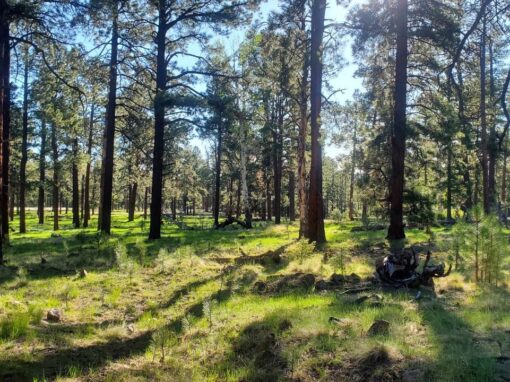 Explore the Scenic Ponderosa Loop Trail at Squirrel Springs Recreation Area in Arizona’s White Mountains Explore the Scenic Ponderosa Loop Trail at Squirrel Springs Recreation Area in Arizona’s White Mountains