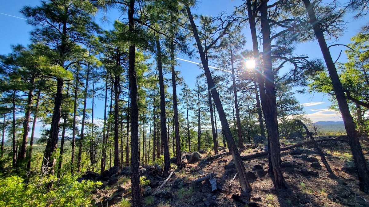 Panorama Trail