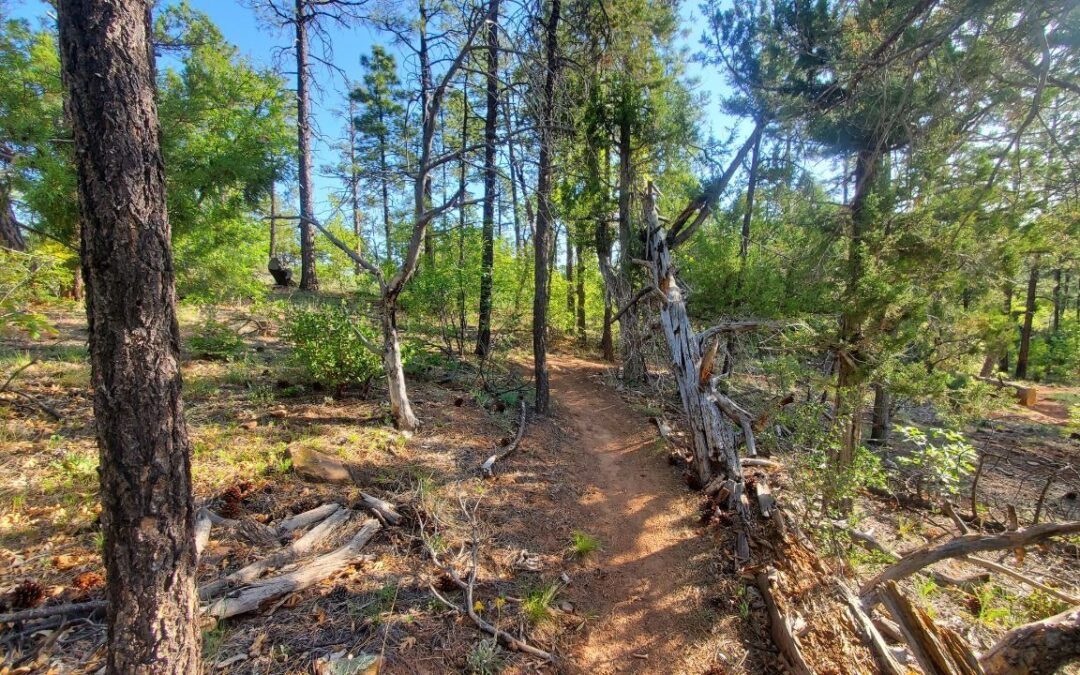 Discover the Beauty of Buena Vista Trail #637 in the Arizona White Mountains