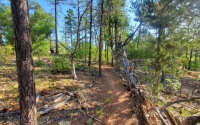 Discover the Beauty of Buena Vista Trail #637 in the Arizona White Mountains