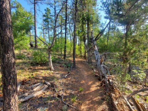 Discover the Beauty of Buena Vista Trail #637 in the Arizona White Mountains Discover the Beauty of Buena Vista Trail #637 in the Arizona White Mountains