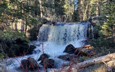 Discover the Beauty of Government Springs Trail in Arizona White Mountains