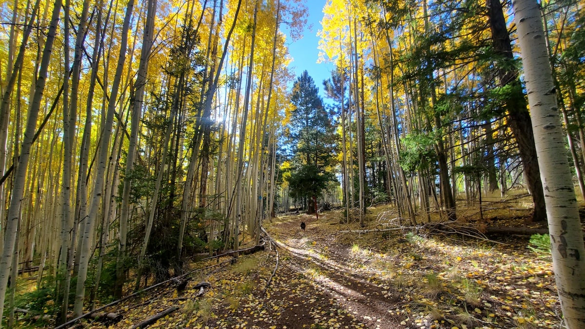 Beautiful Pole Knoll Recreation Area Things To Do in Arizona White