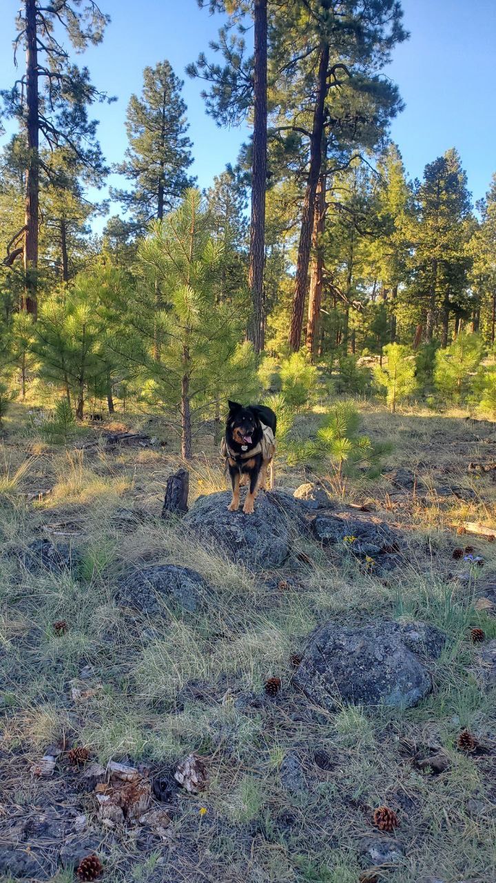 Ponderosa Loop Trail