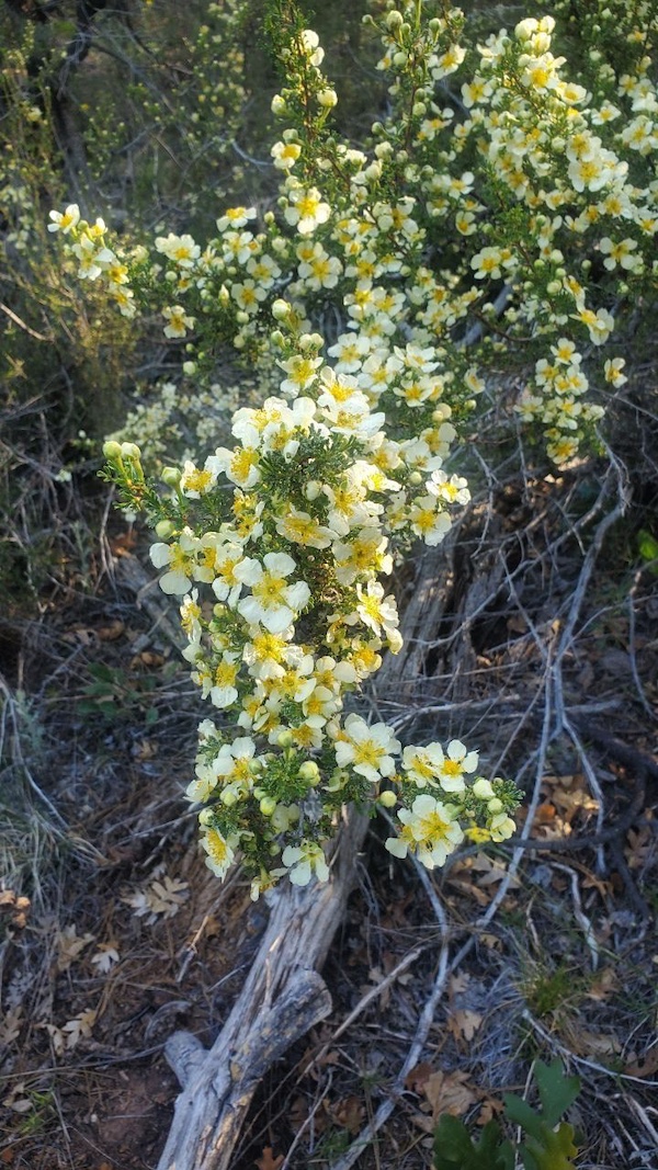 Buena Vista Trail #637