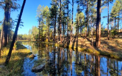 Discover Springs Trail #633 in Arizona’s White Mountains: A Hiker’s Paradise