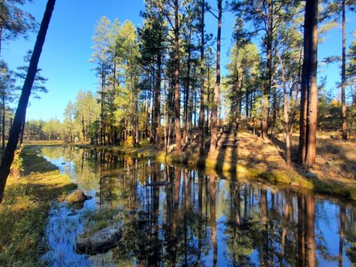 Discover Springs Trail #633 in Arizona’s White Mountains: A Hiker’s Paradise Discover Springs Trail #633 in Arizona’s White Mountains: A Hiker’s Paradise