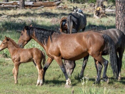 The Call of the White Mountains: Beautiful Country Club Trail #632 The Call of the White Mountains: Beautiful Country Club Trail #632
