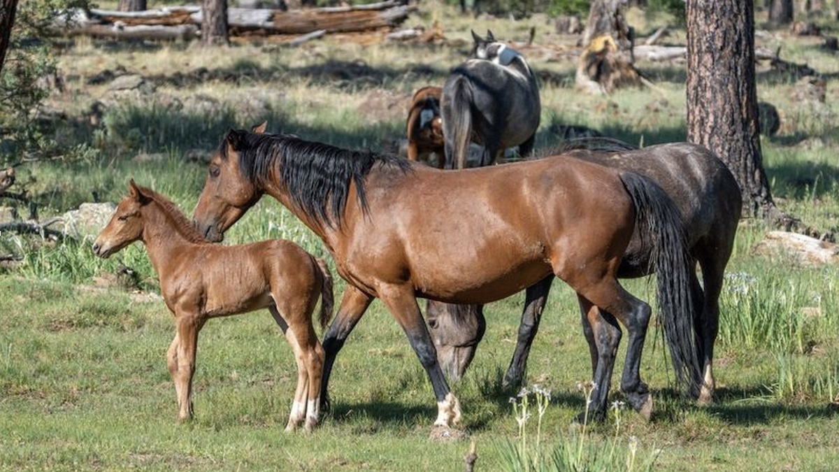 Country Club Trail #632