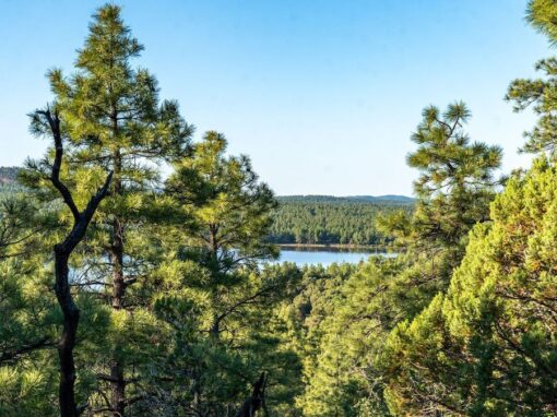 The Call of the White Mountains: Timber Mesa Trail #636 The Call of the White Mountains: Timber Mesa Trail #636