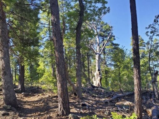 The Challenging Blue Ridge Trail 107 Near Pinetop-Lakeside, AZ The Challenging Blue Ridge Trail 107 Near Pinetop-Lakeside, AZ