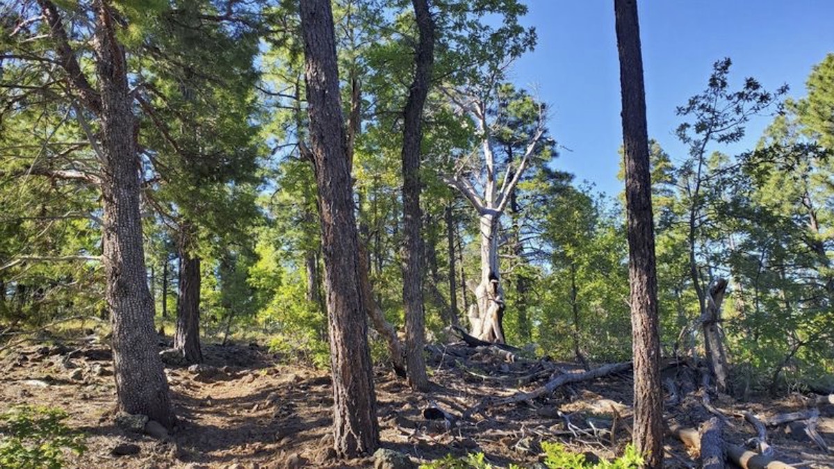 Blue Ridge Trail #107