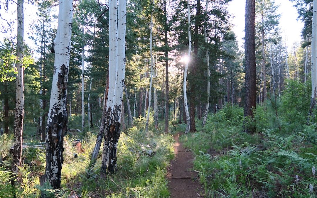 Discover the Beauty of Los Burros Trail in the Arizona White Mountains