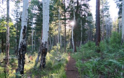 Discover the Beauty of Los Burros Trail in the Arizona White Mountains