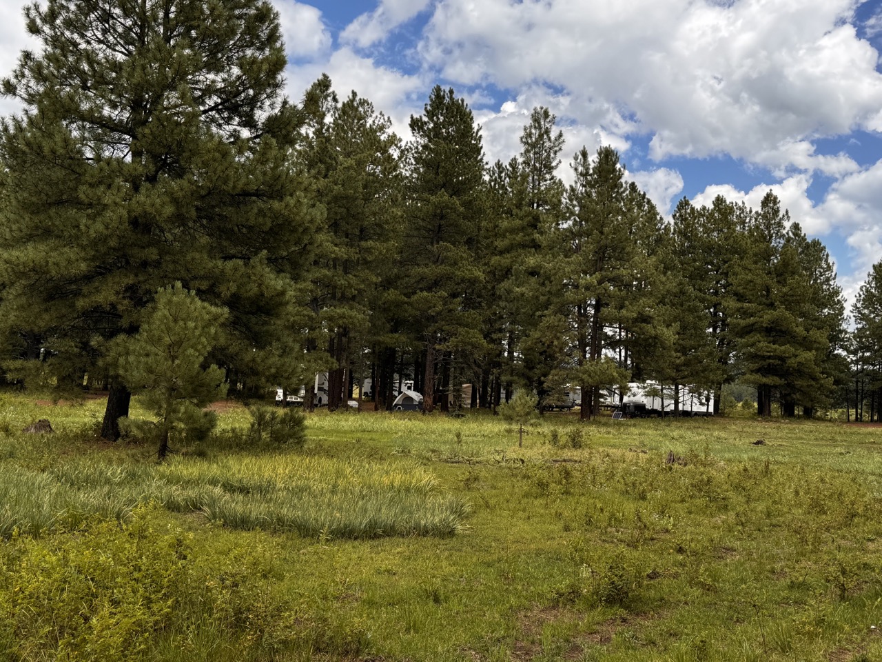 Articles 16 Dispersed Camping in Arizona’s Alpine Ranger District